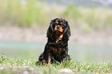 CAVALIER KING CHARLES 620